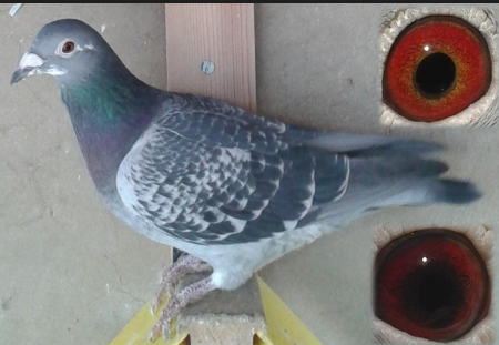 Madre de mi primera paloma rodada de Ibiza.