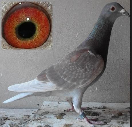 Roig, uno de mis preferidos.