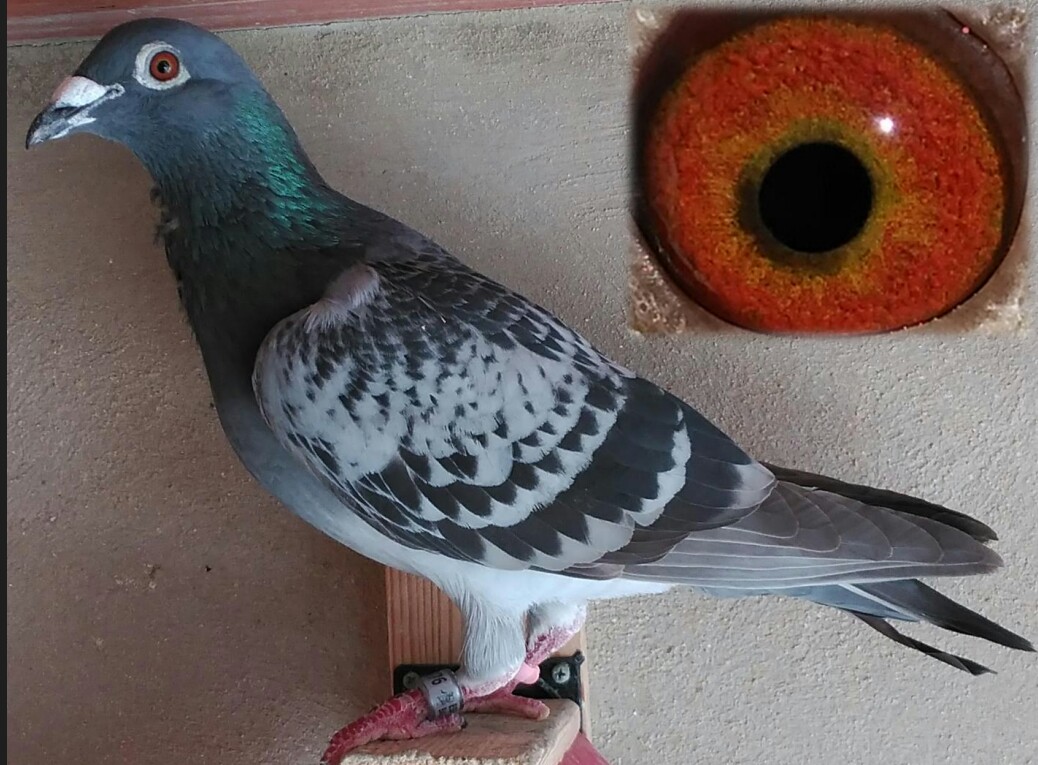 Huevo de la suelta Internacional de Barcelona 2015