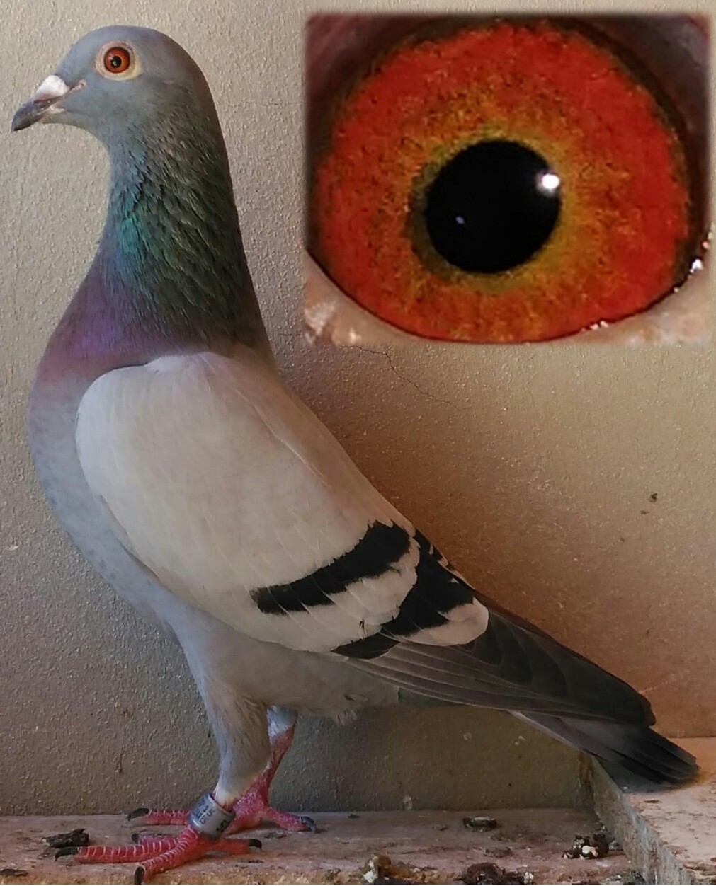 Nena, Jansen - Lemeire