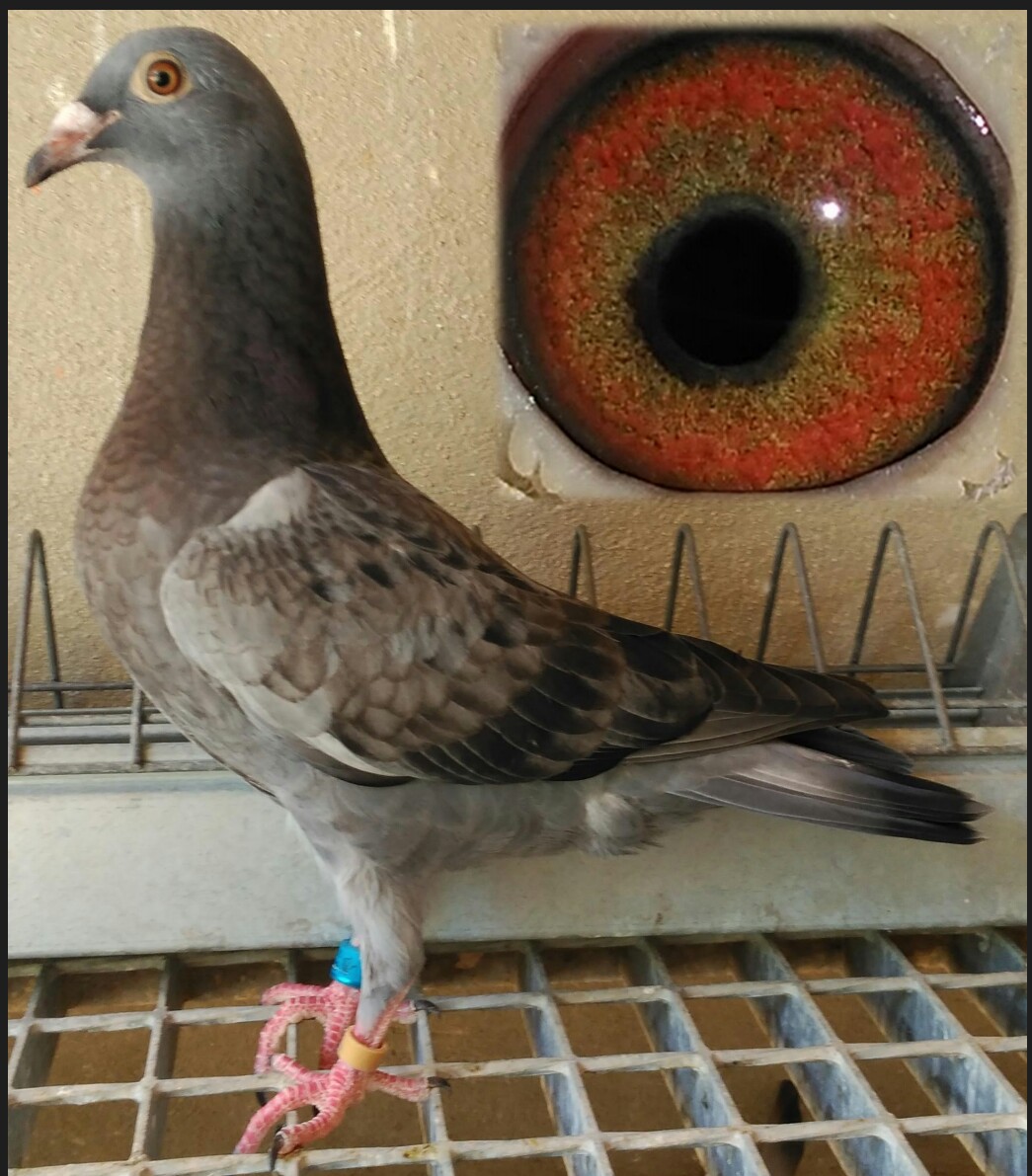 Jansen de la casa natural de Bélgica.