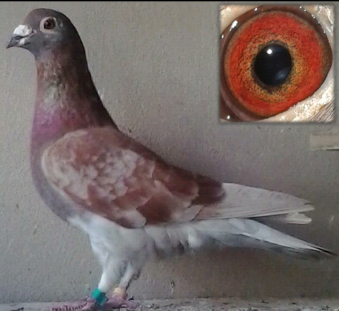 Ver envejecer un animal, triste y bonito a la vez