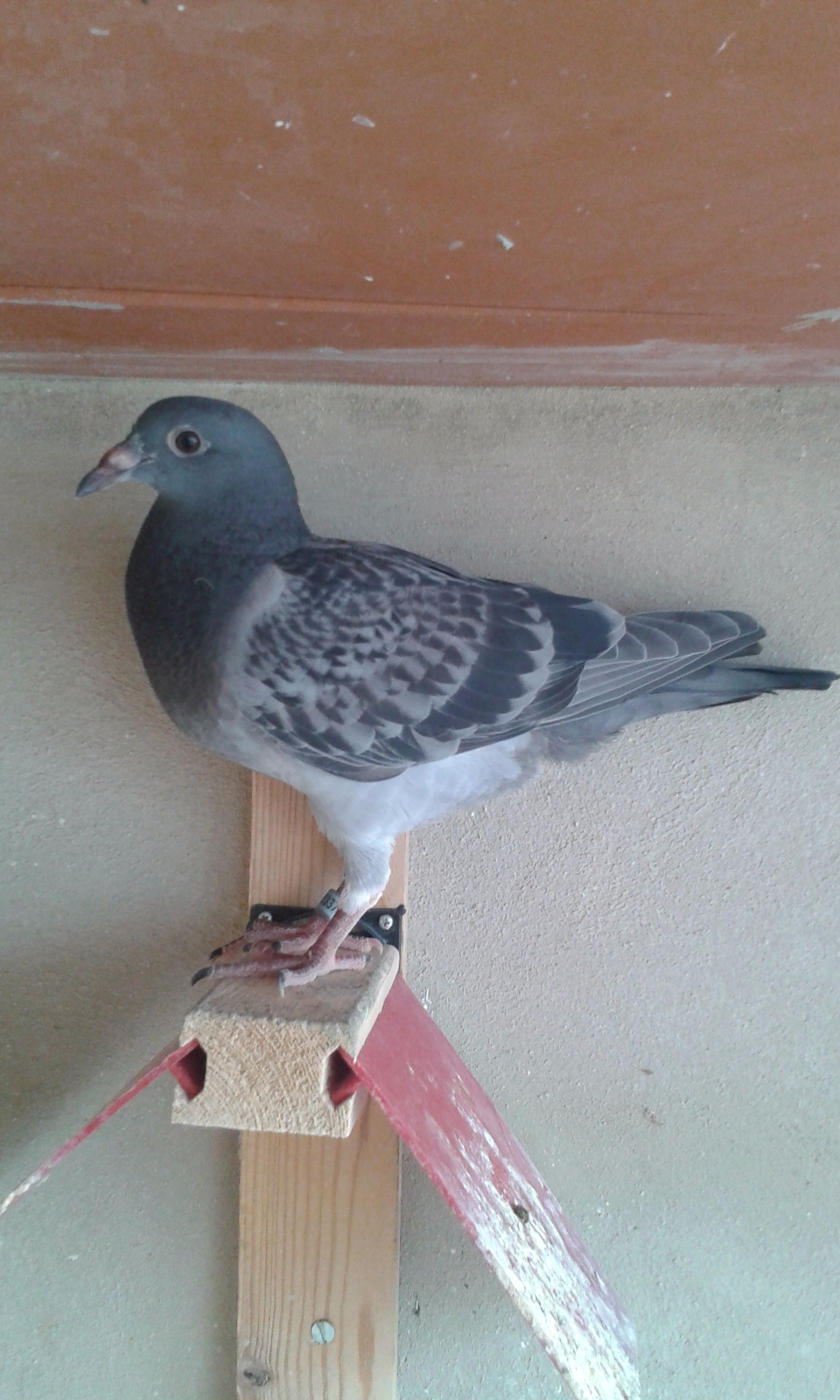 Van Geel x Bostyn x?