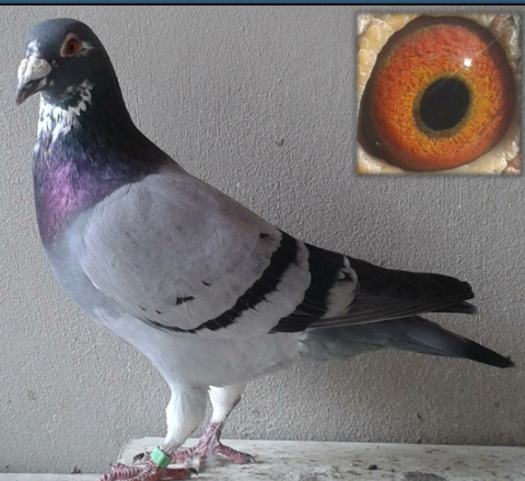 Crack, paloma importante en mi vida