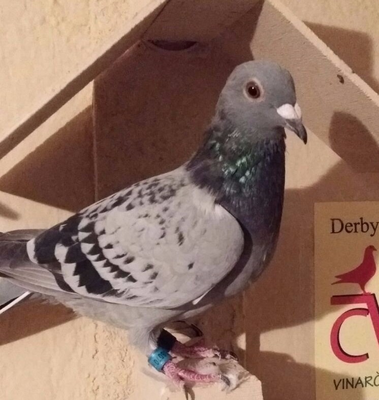 El día antes de la semifinal en el enjaule, la número 38070