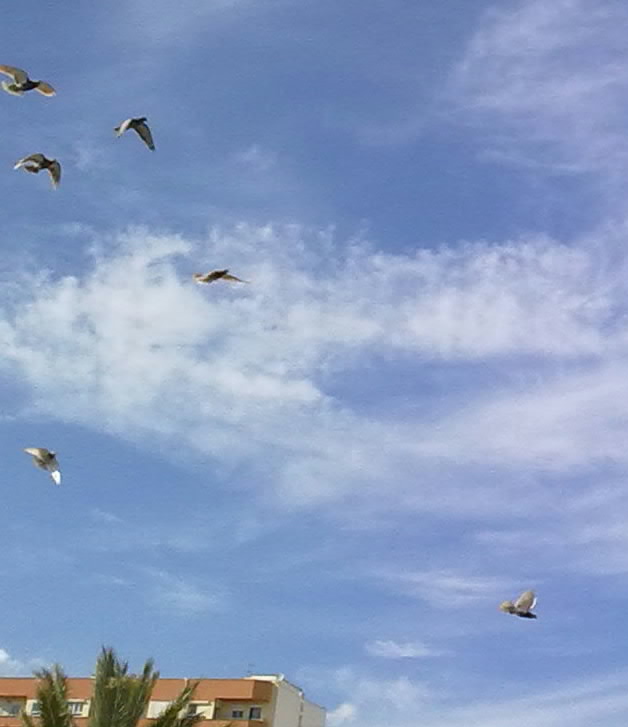 2010-11, palomas medio mensajeras medio buches volando