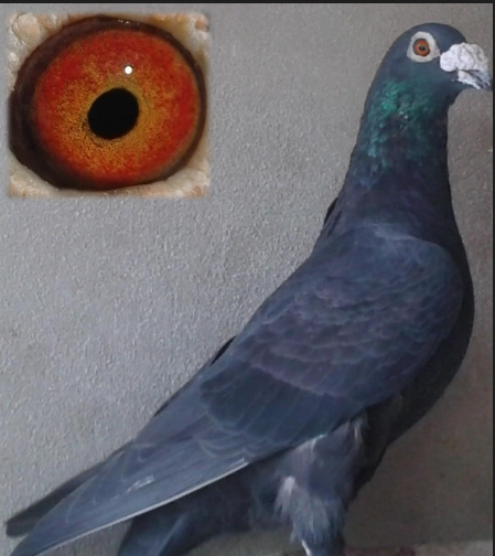 16 años actualmente (finales 2016)