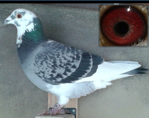 "Fuita", sangre Van Geel.