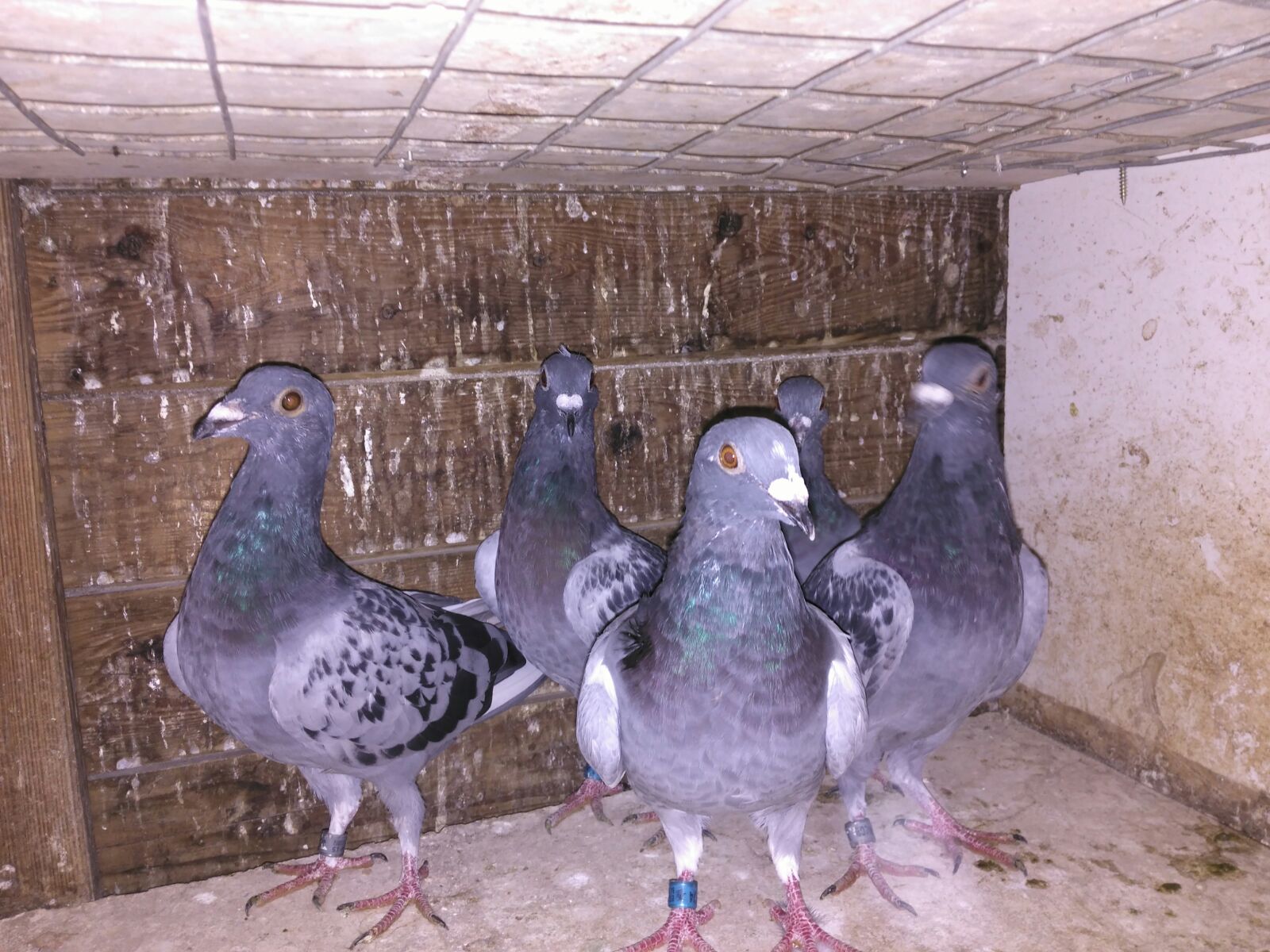 2016, pichones del Barcelona Internacional. Faltan tres, de los cuales uno tuvo que ser sacrificado