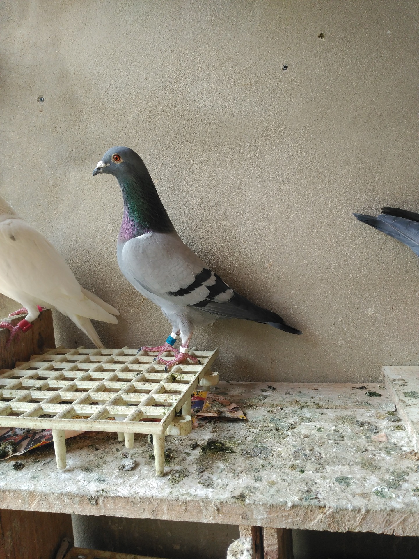 Publicaré en breves la foto